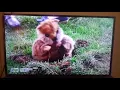 Caddyshack II Gopher falling in love ending scene