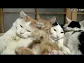 Funny GIFs - Sleeping cat 2019