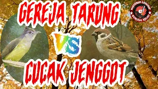 Download Masteran Suara Besetan Tajam Gereja Tarung Vs Cucak Jenggot Tembakan Pedas MP3