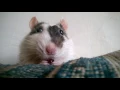rat eating blueberry