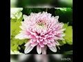 Download Lagu 忘情牛肉面。 Wang Qing Niu Rou Mian