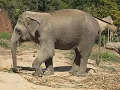 Python Practice Series 65 Beginners Level 1 Logic Elephant Playing Cricket