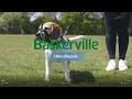 New Baskerville Ultra Muzzle How to Use and Fit