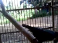 Download Lagu Burung rambatan loreng gila