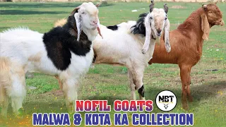 Malwa & Kota Ka Collection At Nofil Goat’s 