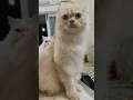 Download Lagu Eppa Varuvaaaa ? 😂 Vidivukalam 😁😎 | #funnyshorts #ytshorts #comedy #cutecat #pets #trendingshorts