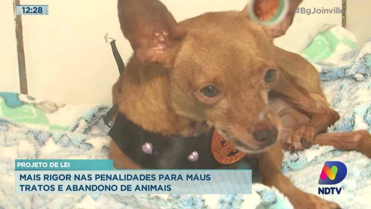 Abandono de animais triplica durante a pandemia