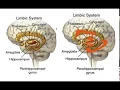 LIMBIC SYSTEM MNEMONIC