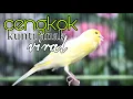 Lagu SUARA burung KENARI GACOR cengkok KUNTILANAK masteran kwalitas lomba