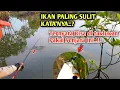 Download Lagu NGERI BUTU SEKIL DEWA MANCING DI SINI..! Ikan'nya agak berutal | Info spot mancing belanak ganal