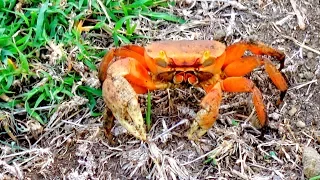 SSL 176 ~ Got Crabs..?? ~ SOPHISTICATED LADY Makeover Part 7 ~ Spice Island Marine, GRENADA