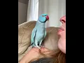 Download Lagu Lucu Banget  Burungnya, ini burung beo kan ? |#shorts #short #shortvideo #subscribe #tiktok #burung