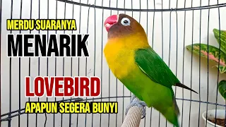 Download SUARA BURUNG LOVEBIRD NGEKEK PANJANG, Merdu Suaranya Menarik LOVEBIRD Apapun SEGERA Ikut BUNYI MP3