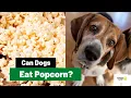 Can Dogs Eat Popcorn All You Need to Know