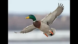 صوت الخضيريMB3 