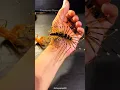 Download Lagu House Centipede:Nature's Pest Control Experts