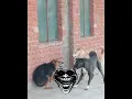 Download Lagu 1vs2 sigma doG 🐶 👑 dog fight #funny#dog#funny#