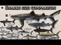 Sharks Size Comparison Alive and Extinct