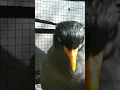 Download Lagu jalak.kebo  gacor !! perbedaan mata putih dan mata kuning