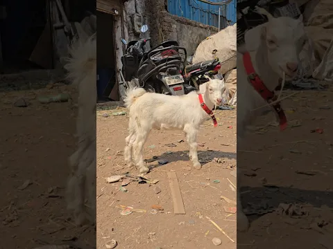 Cute White Goat♥️😘 #bakraeid #bakraeid2026 #bakraeidspecial #bakra #goats #trending #biggoats