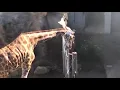 Giraffe giving head to a pole