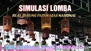 Download SIMULASI LOMBA BURUNG BRANJANGAN MP3