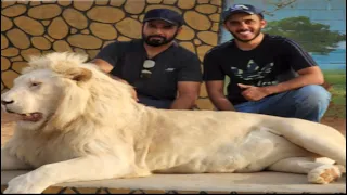 بضيافة ملك الوحوش أسامة الدغيري والاسود 