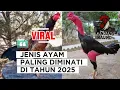 Download Lagu JENIS AYAM‼️ PALING DIMINATI DI TAHUN 2025
