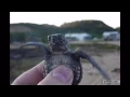 Turtle Gifs 1