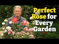 Download Lagu How to Choose the Perfect Rose for Your Garden | My Top 7 Tried-and-Tested Varieties