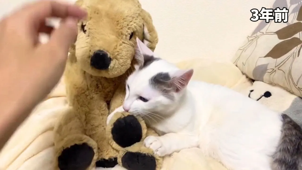 あれから3年 子猫時代と今もぬいぐるみへの反應が謎な愛猫 お知らせあり