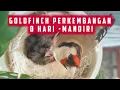 Download Lagu Burung Goldfinch Perkembangan Anakan Goldfinch 0 hari - mandiri #finch #birds #emprit #burung