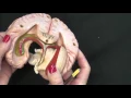 Limbic System Brain Model