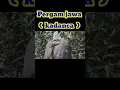 Download Lagu Berburu Burung pergam/pergam jawa/kadanca