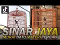 Download Lagu PERJALANAN MURAI BATU SINAR JAYA! MATERI ROLL SPEED DURASI VOLUME MEWAH TERBAIK - KICAU REACTION