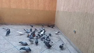 تلاوة عطرة سورة الواقعة بصوت الشيخ مصباح ساني 