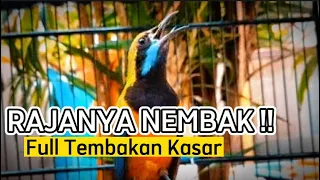 masteran cucak cungkok gacor full tembakan kasar