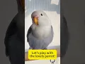 Download Lagu Let's play with the lovely parrot!