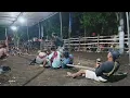Download Lagu BOS MUDA pucuk 🆚 PETEK BALAP sudan Barat, Putaran ketiga Tarik tambang Tamansari 