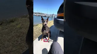 #fyp #dream #doberman #pets #youtube