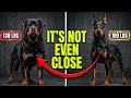 Rottweiler vs Doberman - Which One Would Actually Protect Your Family