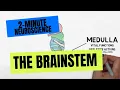 2-Minute Neuroscience The Brainstem