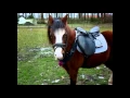 Download Lagu Het verhaal over mijn oude pony Darlin♥