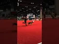 Best in Show It s 2017 AKC National Championship Week in Orlando