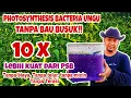 Download Lagu Photosynthesis Bacteria TANPA BAU BUSUK, Tanpa Telor, Tanpa Micin \u0026 Tanpa Terasi