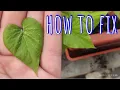 Sweet potato leaf crystals and solution
