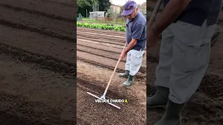 How To SOW PEAS By Hand 