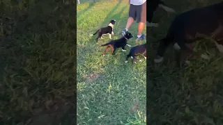 Border Collie Pups - Foundation McCallum Genetics