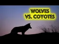 Wolves vs Coyotes How to Distinguish Them