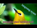 Suara pikat pleci tambak/laut#memanggil pleci liar